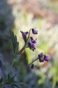 Bitter-vetch (Lathyrus linifolius)