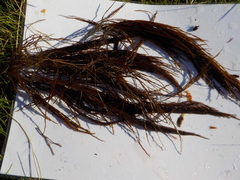 Landlady's wig (Desmarestia aculeata)