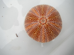 Echinus esculentus