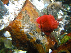 Hesteaktinie (Actinia equina)