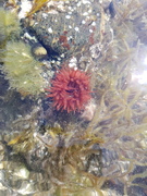 Actinia equina