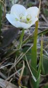 Grass-of-Parnassus (Parnassia palustris)