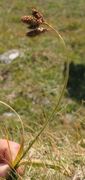 Black Alpine-Sedge (Carex atrata)