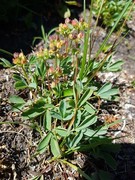 Sibbaldia (Sibbaldia procumbens)