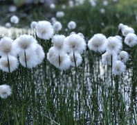 Eriophorum sp.