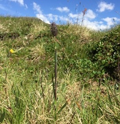 Alpine Cat's-tail (Phleum alpinum)