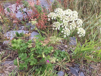 Heracleum sphondylium subsp. sphondylium