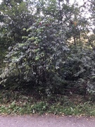 Red-berried Elder (Sambucus racemosa)