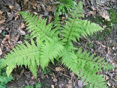 Athyrium filix-femina