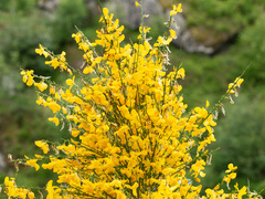 Cytisus scoparius