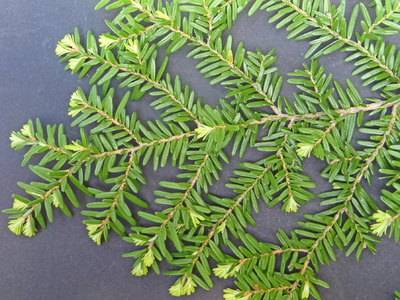 Vestamerikansk hemlokk (Tsuga heterophylla)