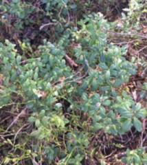 Bilberry (Vaccinium myrtillus)