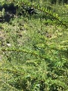 Tsuga heterophylla