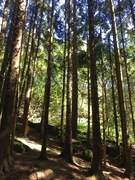 Sitka Spruce (Picea sitchensis)