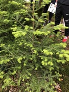 Common Silver Fir (Abies alba)