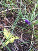 Pinguicula