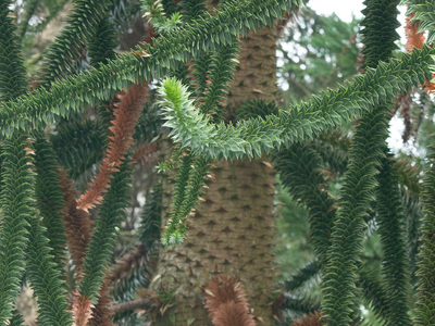 Monkey Puzzle (Araucaria araucana)