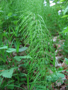 Engsnelle (Equisetum pratense)