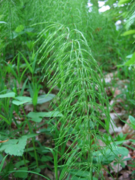 Equisetum pratense