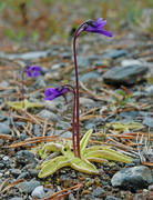 Pinguicula