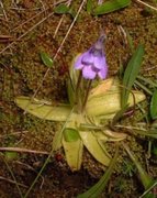 Pinguicula vulgaris