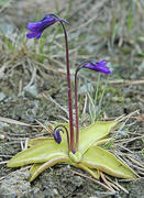 Tettegras (Pinguicula vulgaris)