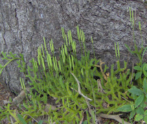 Stag's-horn Clubmoss (Lycopodium clavatum)