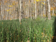 Equisetum hyemale