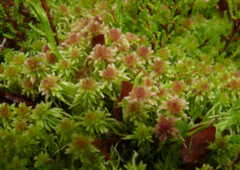 Sphagnum