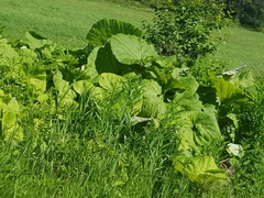 Petasites japonicus