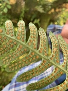 Polypodium