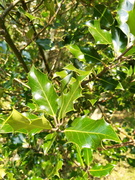 English Holly (Ilex aquifolium)