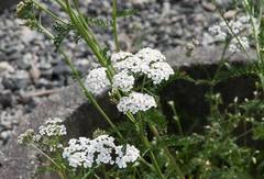 Ryllik (Achillea millefolium)