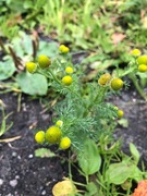 Pineappleweed (Matricaria matricarioides)