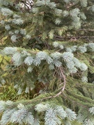 Picea sitchensis/×lutzii