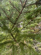 Picea sitchensis/×lutzii