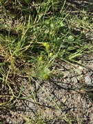 Pineappleweed (Matricaria matricarioides)