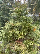 White Cedar (Thuja occidentalis)