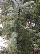 Picea sitchensis/×lutzii