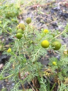 Tunbalderbrå (Matricaria matricarioides)