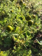 Pineappleweed (Matricaria matricarioides)