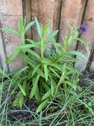 Centaurea montana