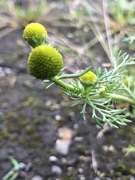 Pineappleweed (Matricaria matricarioides)