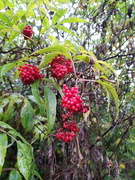 Red-berried Elder (Sambucus racemosa)