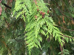 White Cedar (Thuja occidentalis)