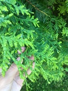 White Cedar (Thuja occidentalis)