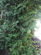 White Cedar (Thuja occidentalis)