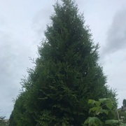 White Cedar (Thuja occidentalis)