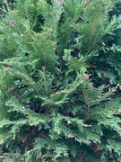 Chamaecyparis lawsoniana