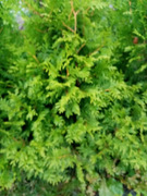 Thuja plicata /occidentalis